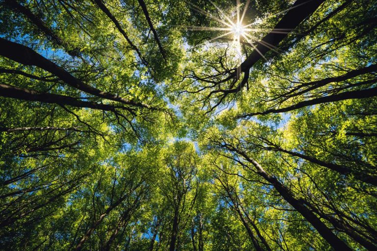 About Sure Wood Tree Services