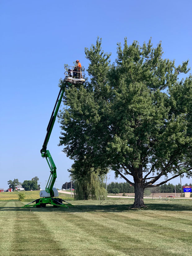 Cedar Rapids tree pruning for health and beauty by Sure Wood