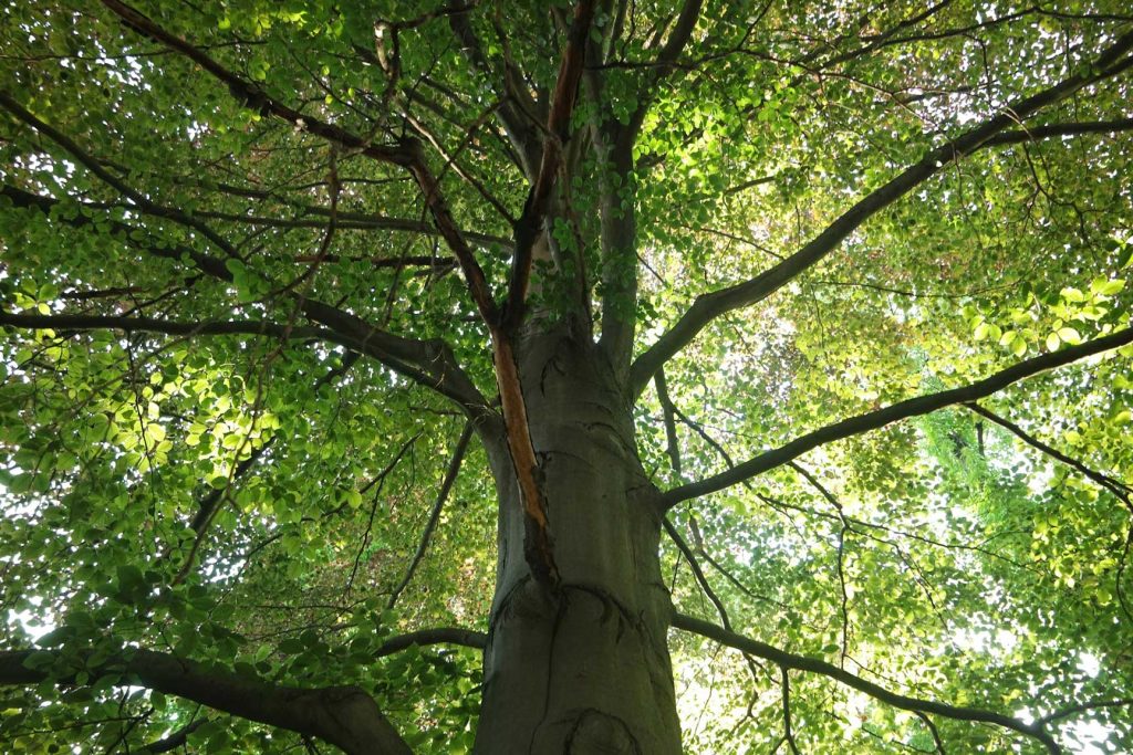 View from the base of a tall tree looking up, showing a split in the trunk and branches spreading outward with green leaves. Sunlight filters through the foliage.