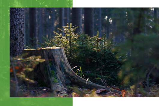 Stump Grinding trusted by our neighbors