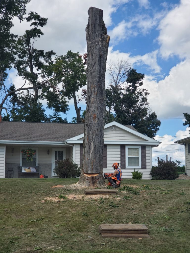 A worker in safety gear stands near a tall, partially cut tree trunk in front of a house on a grassy lawn.