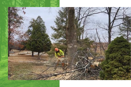 Tree removal trusted by our neighbors.