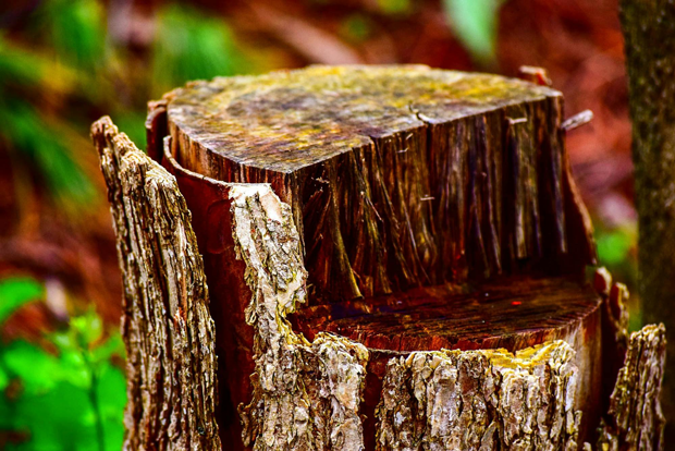 Vibrant yard after Sure Wood’s Cedar Rapids stump grinding