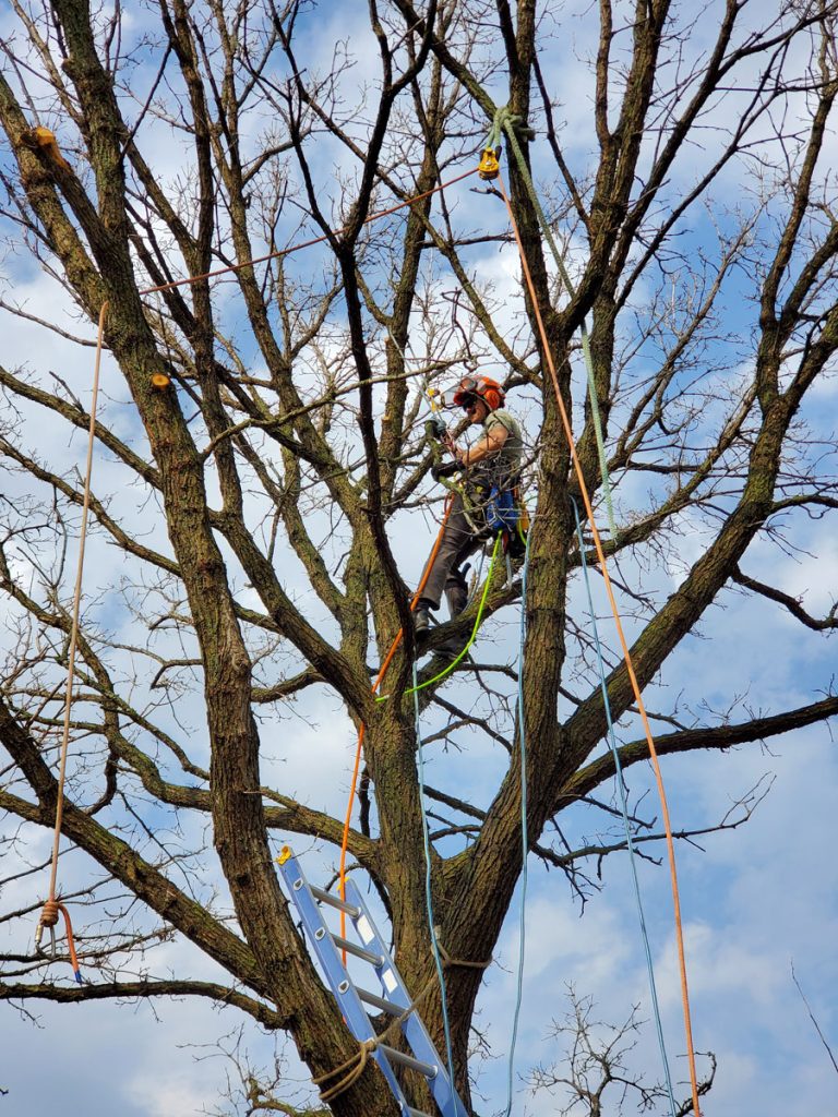 A tree worker wearing safety gear uses a chainsaw to trim branches high up in a large tree, with ropes and a ladder visible.