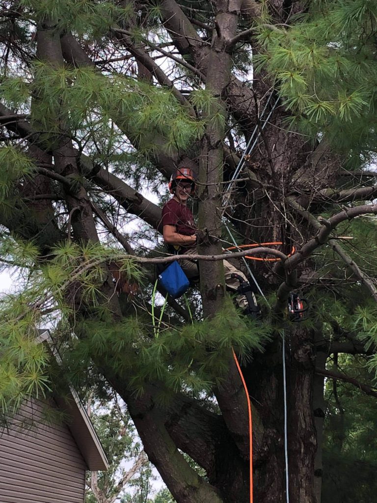 A person wearing safety gear is using climbing equipment while working in a large tree near a house.