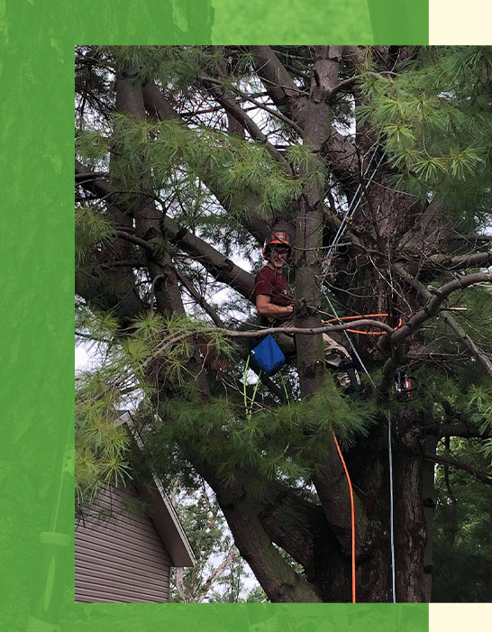 Tree removal trusted by our neighbors