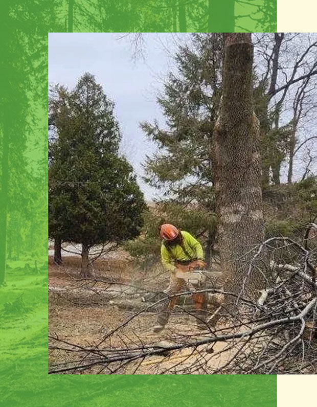 trusted tree service in Cedar Rapids removing a tree for homeowner