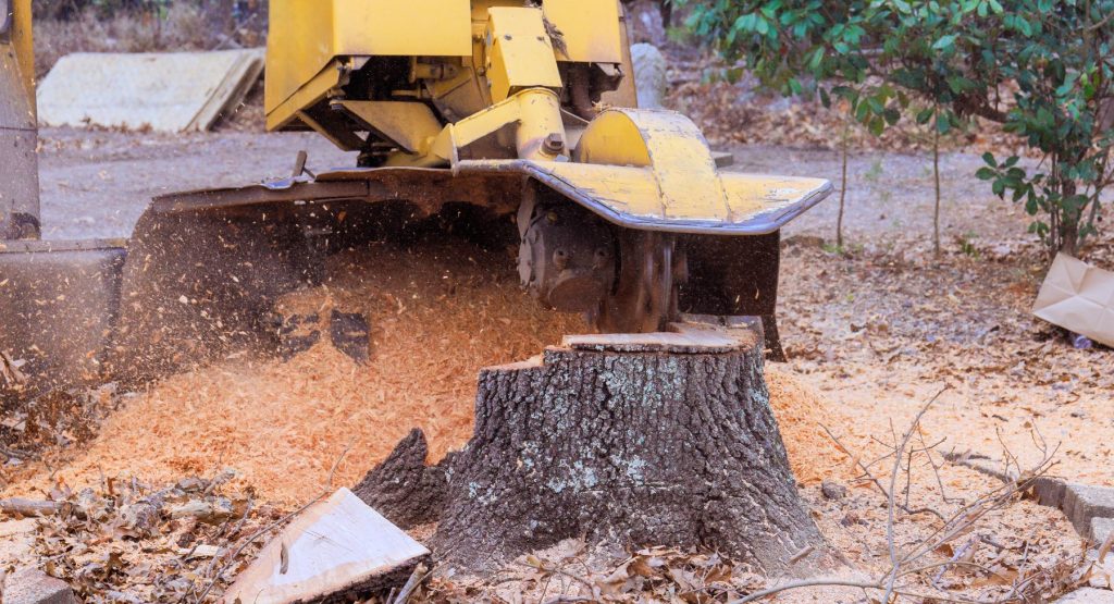 Multiple Stump grinding Projects
