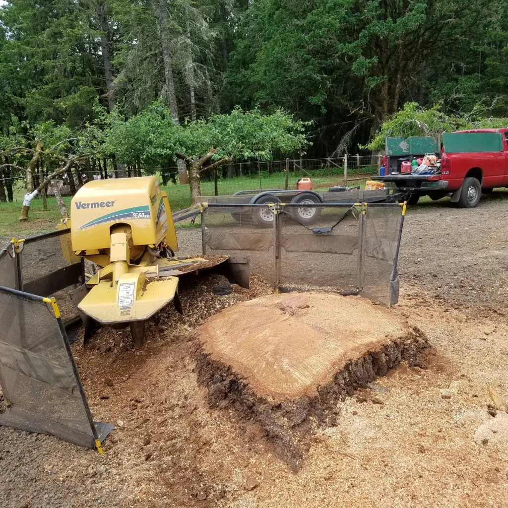 Stump grinding machine removing a large tree stump with wood chips surrounding the work area.