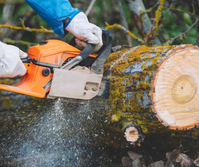 Workers using a lift to trim tree branches from a tall tree.
