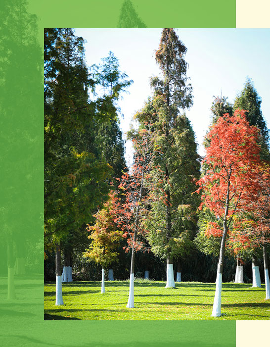 Several tall trees with trunks painted white at the base are growing on a grassy lawn, with some trees displaying autumn-colored leaves.