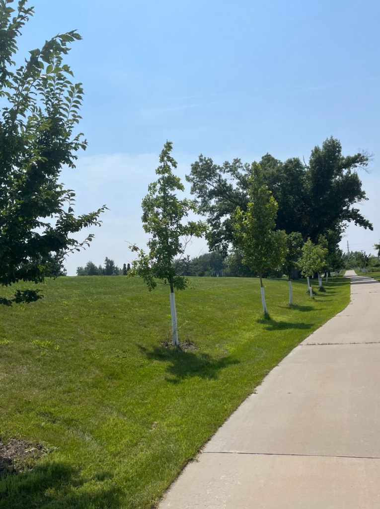 A paved sidewalk runs alongside a grassy slope with young trees planted in a row, each tree wrapped at the base, under a clear blue sky.