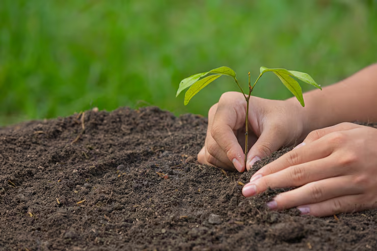 Hands planting a small green sapling in dark soil.