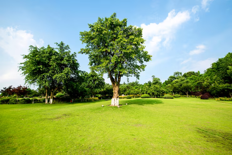 Large leafy tree standing in a wide, sunny green park.