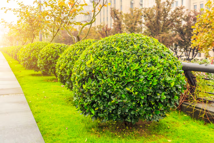 Neatly trimmed round shrubs lining a grassy sidewalk in bright sunlight.