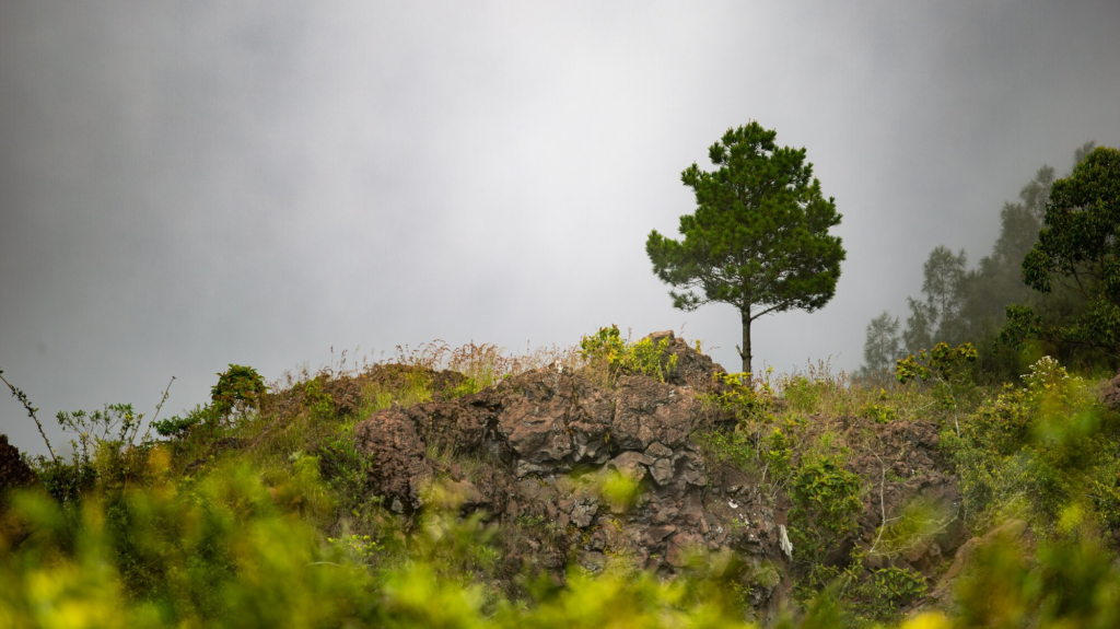 A lone evergreen tree stands on a rocky, shrub-covered hillside against a misty gray sky.