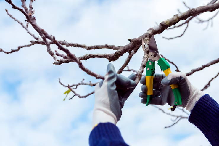 Gloved hands use pruning shears to cut a bare tree branch against a pale blue sky.