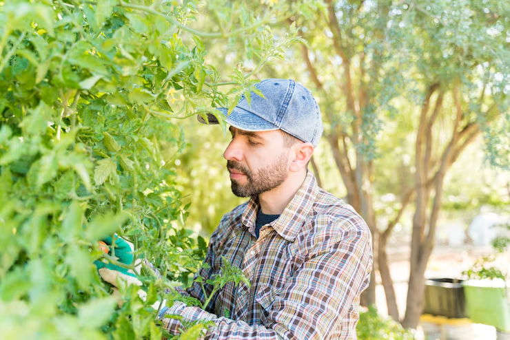 A man in a cap and plaid shirt tends green plants in a sunlit garden.