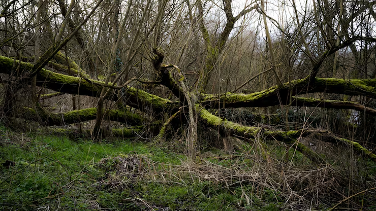 Moss-covered fallen trees and tangled bare branches in a dense, damp woodland with green ground cover.