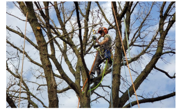 A person wearing safety gear is climbing and working in a leafless tree with ropes and equipment on a clear day.