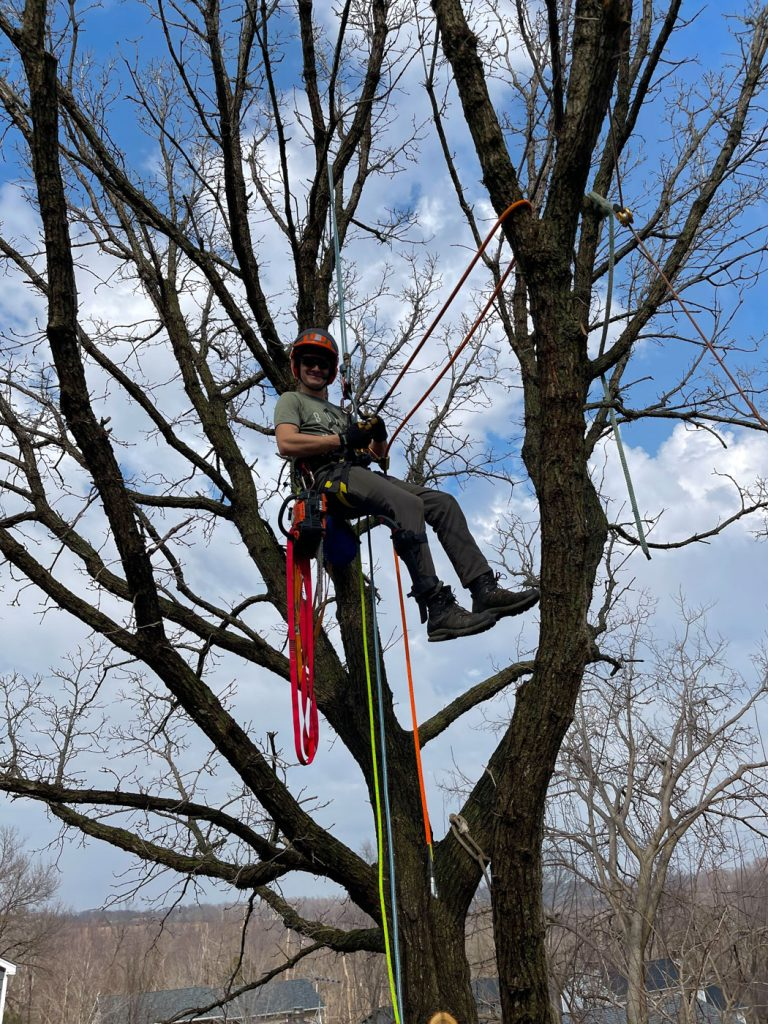 A person wearing safety gear is suspended by ropes while climbing a large, leafless tree on a clear day.