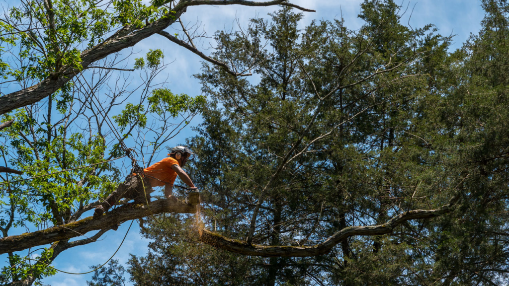 A person wearing safety gear uses a chainsaw to cut a large tree branch while standing on it, surrounded by dense trees and a blue sky.