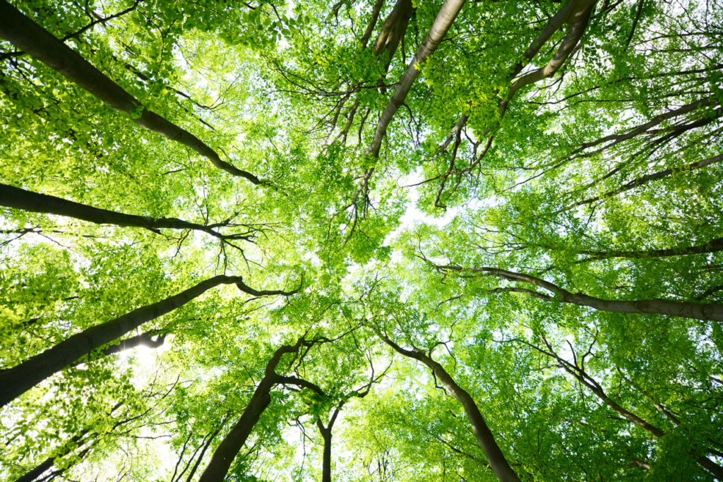 View looking up at tall trees with green leaves forming a canopy, sunlight filtering through the branches.