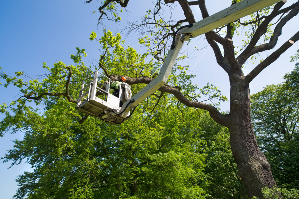 Worker in a cherry picker trims tree branches using a chainsaw on a sunny day, surrounded by green foliage.