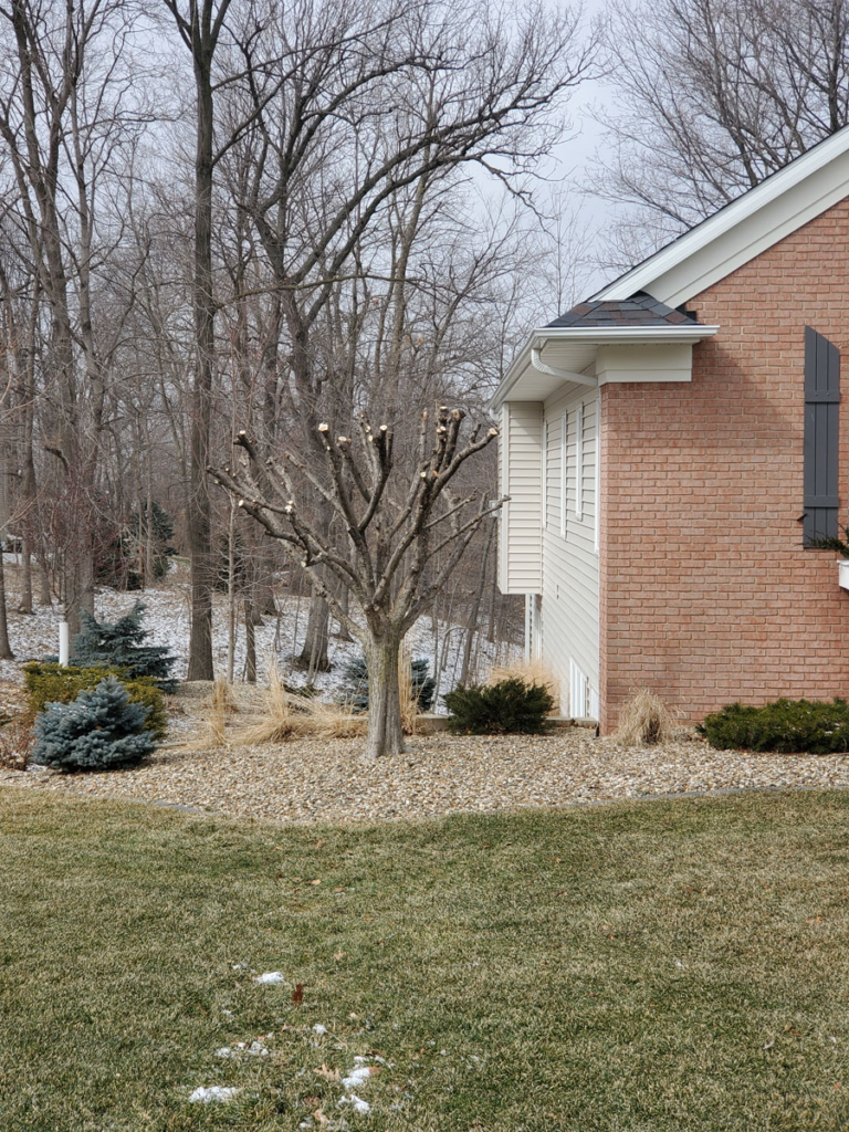 A leafless tree with pruned branches stands next to a brick house, with a wintery yard and bare trees in the background.