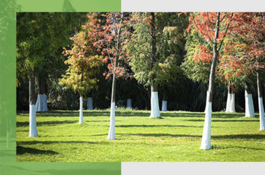 Trees with painted white trunks standing in a green lawn, with colorful autumn foliage in the background.